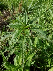 Amaranthus cannabinus