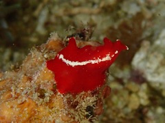 Pseudoceros cruentus