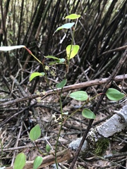 Smilax vaginata