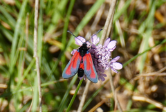 Zygaena erythrus