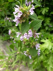 Ballota nigra