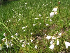 Cardamine penduliflora