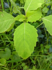 Impatiens pallida