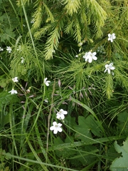 Cerastium pauciflorum