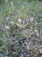 Plantago lanceolata