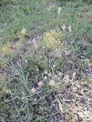 Plantago lanceolata