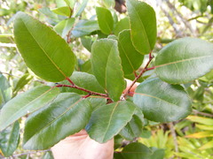 Ilex nitida