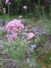Centranthus angustifolius