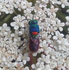 Chrysis scutellaris