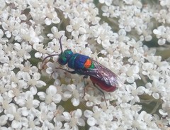 Chrysis scutellaris