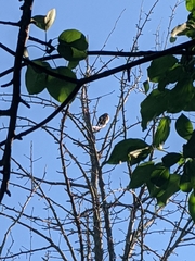 Pipilo erythrophthalmus