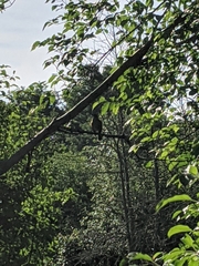 Pipilo erythrophthalmus