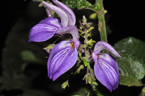 Brillantaisia owariensis image