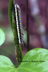 Danaus chrysippus chrysippus