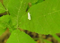 Yponomeuta multipunctella