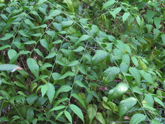 Cansjera leptostachya