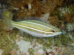 White-Shouldered Whiptail photo 1