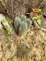 Mammillaria phitauiana