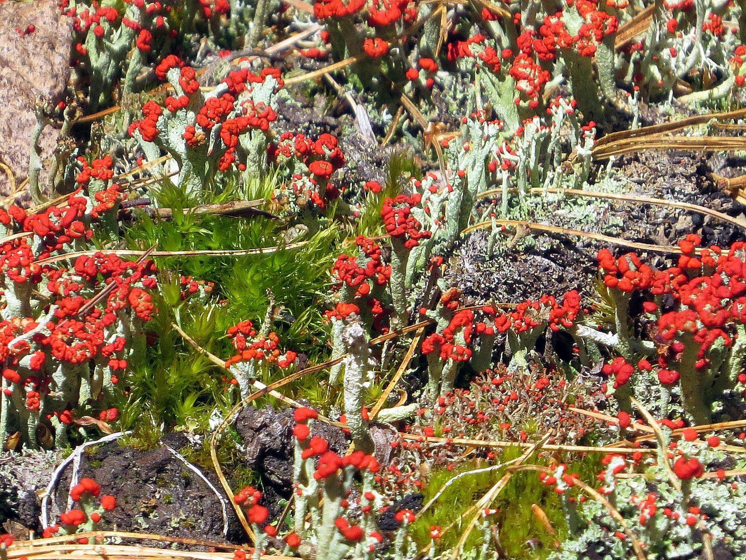 Cladonia cristatella image