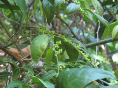Cansjera leptostachya