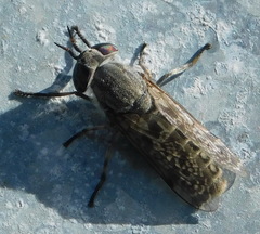 Haematopota pluvialis