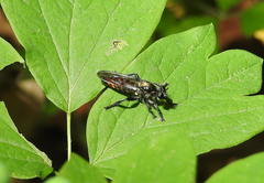 Laphria index