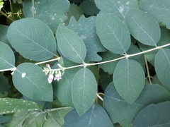 Symphoricarpos albus