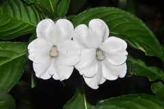 Impatiens flaccida