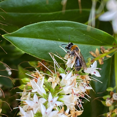 Andrena haemorrhoa