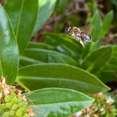 Andrena haemorrhoa