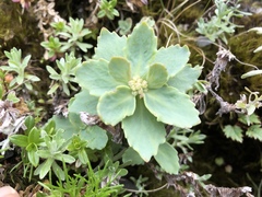 Phedimus subcapitatum