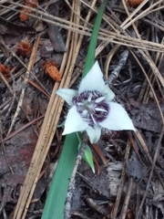 Calochortus elegans elegans