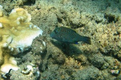 Canthigaster amboinensis