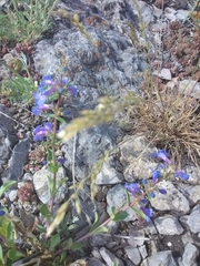 Penstemon cyananthus