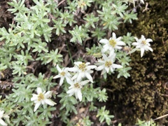 Leontopodium microphyllum