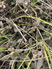Delosperma lebomboense
