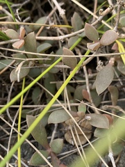 Delosperma lebomboense