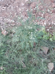 Parthenium hysterophorus
