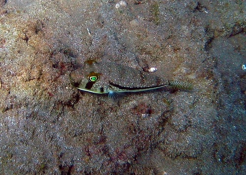 Torquigener randalli observed 2010-11-27