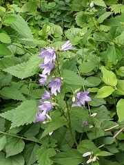 Campanula trachelium