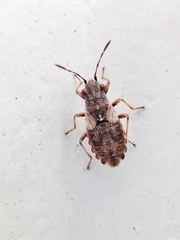 Nithecus jacobaeae