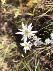 Leontopodium microphyllum