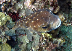 Chilomycterus reticulatus