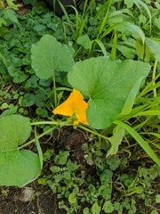 Cucurbita maxima maxima