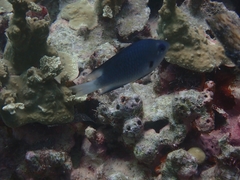 Yellow-Axil Damselfish photo 1
