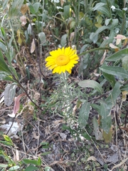 Cota tinctoria