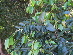 Glochidion harveyanum