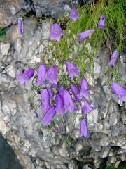 Campanula tanfanii