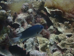 Yellow-Axil Damselfish photo 2