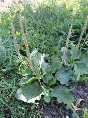 Plantago major